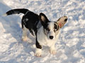 щенок вельш корги кардигана мраморного окраса в снегу