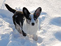 щенок вельш корги кардигана мраморного окраса в снегу