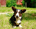 Welsh corgi kardigans kennel Zamok Svyatogo Angela Russia
