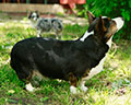 Welsh corgi kardigans kennel Zamok Svyatogo Angela Russia