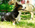 Welsh corgi kardigans kennel Zamok Svyatogo Angela Russia
