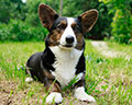 Welsh corgi kardigans kennel Zamok Svyatogo Angela Russia