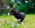 Welsh corgi kardigans kennel Zamok Svyatogo Angela Russia