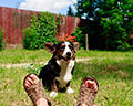 Welsh corgi kardigans kennel Zamok Svyatogo Angela Russia