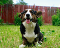 Welsh corgi kardigans kennel Zamok Svyatogo Angela Russia