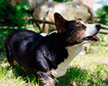 Welsh corgi kardigans kennel Zamok Svyatogo Angela Russia