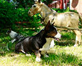 Welsh corgi kardigans kennel Zamok Svyatogo Angela Russia