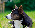 Welsh corgi kardigans kennel Zamok Svyatogo Angela Russia