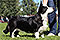 welsh corgi cardigan Zamok Svyatogo Angela AVA