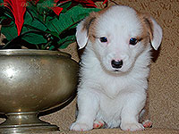 Welsh corgi cardigan puppy red and white girl Zamok Svyatogo Angela CHARODEIKA