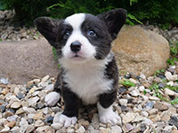 Welsh corgi cardigan puppy boy Zamok Svyatogo Angela ESAI