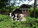 Welsh corgi cardigan puppies in Zamok Svyatogo Angela Kennel