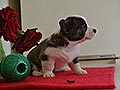 Welsh corgi cardigan puppy Zamok Svyatogo Angela FILIPA