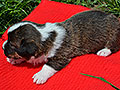 Welsh corgi cardigan puppy Zamok Svyatogo Angela FLORY