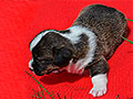 Welsh corgi cardigan puppy Zamok Svyatogo Angela FLORY