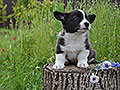 Welsh corgi cardigan puppy Zamok Svyatogo Angela FOREST