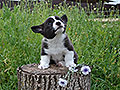 Welsh corgi cardigan puppy Zamok Svyatogo Angela FOREST