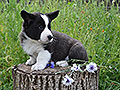 Welsh corgi cardigan puppy Zamok Svyatogo Angela FRANSIS