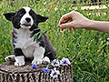 Welsh corgi cardigan puppy Zamok Svyatogo Angela FRANSIS