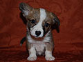 welsh corgi cardigan puppy red&white boy Zamok Svyatogo Angela GERMAN