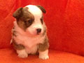 Welsh corgi cardigan puppy Zamok Svyatogo Angela JULIANA