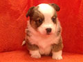 Welsh corgi cardigan puppy Zamok Svyatogo Angela JULIANA