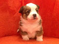 Welsh corgi cardigan puppy Zamok Svyatogo Angela JULIANA