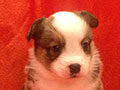 Welsh corgi cardigan puppy Zamok Svyatogo Angela JULIANA