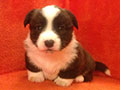 Welsh corgi cardigan puppy Zamok Svyatogo Angela JULIUS CAESAR