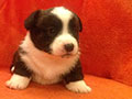 Welsh corgi cardigan puppy Zamok Svyatogo Angela JULIUS CAESAR