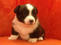 Welsh corgi cardigan puppy Zamok Svyatogo Angela JULIUS CAESAR