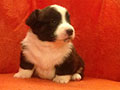 Welsh corgi cardigan puppy Zamok Svyatogo Angela JULIUS CAESAR