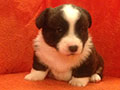 Welsh corgi cardigan puppy Zamok Svyatogo Angela JULIUS CAESAR