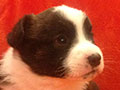 Welsh corgi cardigan puppy Zamok Svyatogo Angela JULIUS CAESAR