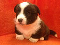 Welsh corgi cardigan puppy Zamok Svyatogo Angela JULIUS CAESAR