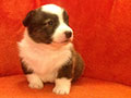 Welsh corgi cardigan puppy Zamok Svyatogo Angela JUSTAS