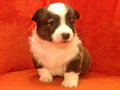 Welsh corgi cardigan puppy Zamok Svyatogo Angela JUSTAS