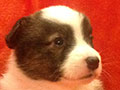 Welsh corgi cardigan puppy Zamok Svyatogo Angela JUSTAS