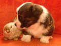 Welsh corgi cardigan puppy Zamok Svyatogo Angela JUTAM