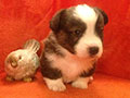 Welsh corgi cardigan puppy Zamok Svyatogo Angela JUTAM