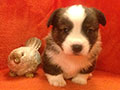 Welsh corgi cardigan puppy Zamok Svyatogo Angela JUTAM