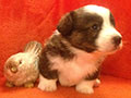 Welsh corgi cardigan puppy Zamok Svyatogo Angela JUTAM