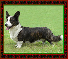 welsh corgi cardigan Uszaki BIG BEAT