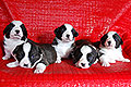 Welsh corgi cardigan puppies of Zamok Svyatogo Angela Kennel
