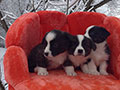 Welsh corgi cardigan puppies of Zamok Svyatogo Angela Kennel: boys LARION, LUSIN and LEO