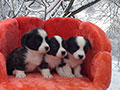 Welsh corgi cardigan puppies of Zamok Svyatogo Angela Kennel: boys LARION, LUSIN and LEO