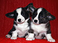 Welsh corgi cardigan puppies of Zamok Svyatogo Angela Kennel: boy LUSIN and girl LILU