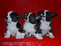Welsh corgi cardigan puppies of Zamok Svyatogo Angela Kennel: boys  LEO, LUSIN and LARION