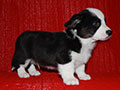 Welsh corgi cardigan puppy boy Zamok Svyatogo Angela LEO