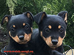 Lancashire heeler puppies in Russia